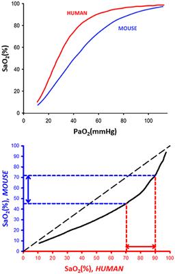 Intermittent Hypoxia Severity in Animal Models of Sleep Apnea